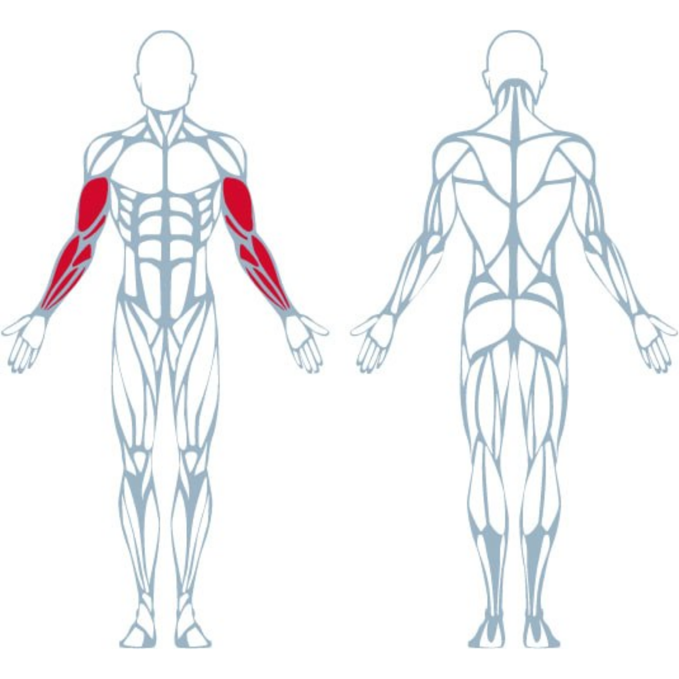 A400 Arm Curl - Görsel 7