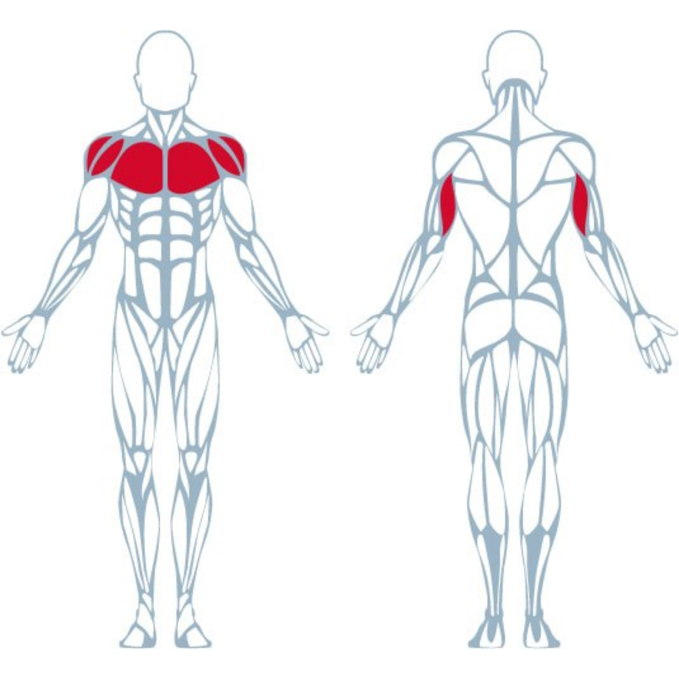 A300 Triceps - Görsel 7
