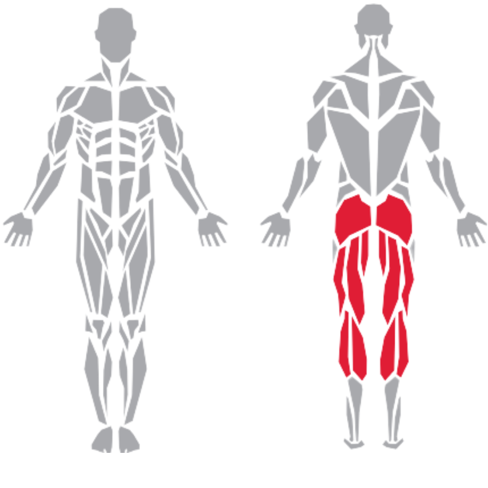 Gluteus hamstrings calves çalışma kas grubu