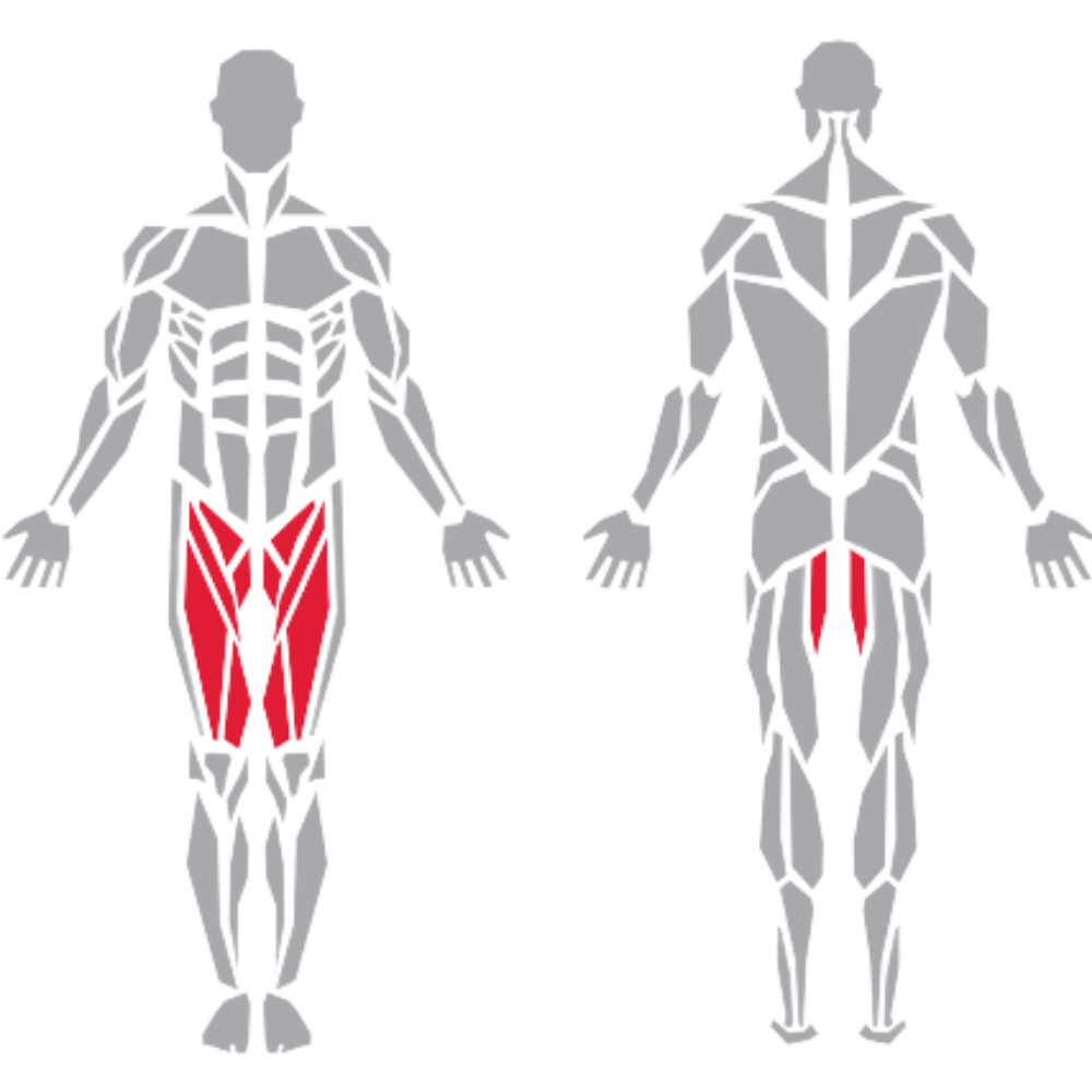 Rectus Femoris Sartorius Gracilis Adductor Longus kas grubu