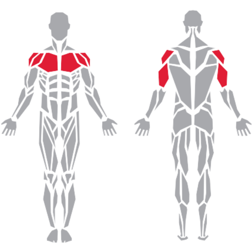 Pectoralis Major Deltoid Triceps kas grubu