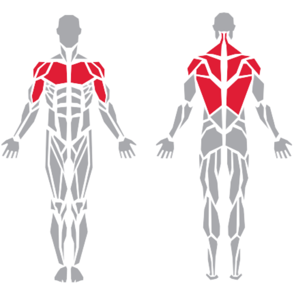 Deltoid Pectoralis Biceps Trapezius Lats kas grubu