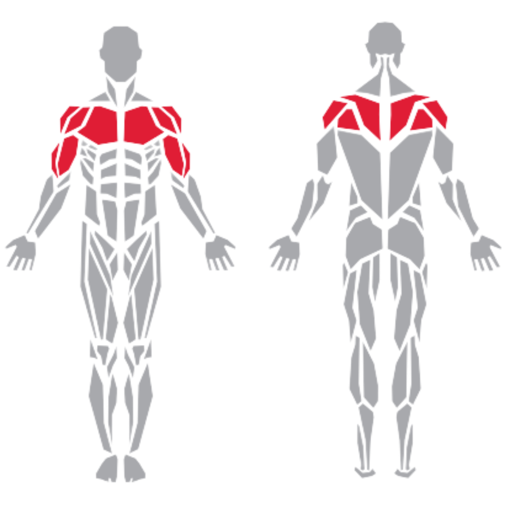 Pectoralis Deltoid Trapezius Biceps kas grubu
