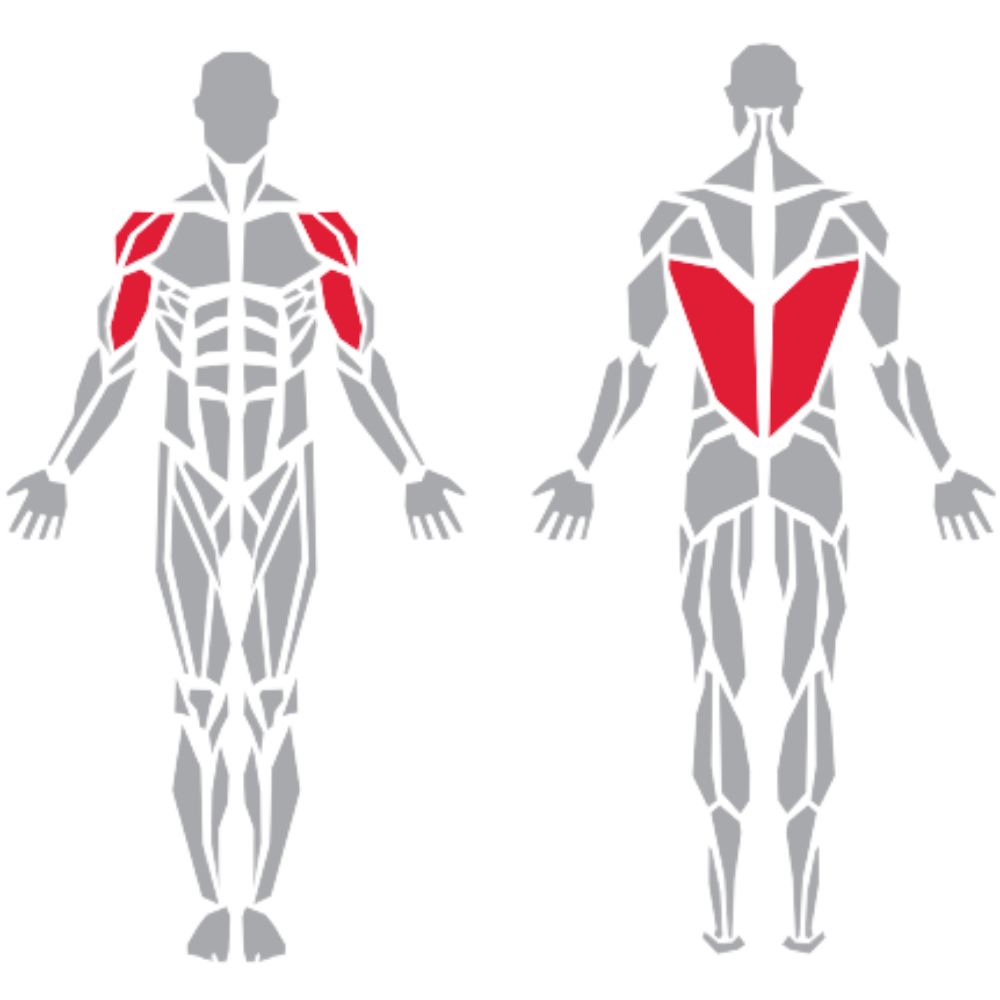 Thoraco Lumbar Fascia Latissimus Dorsi Deltoid Biceps kas grubu