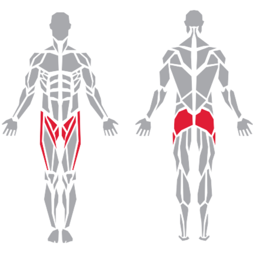Gluteus Maximus Sartorius Gracilis Adductor Longus kas grubu