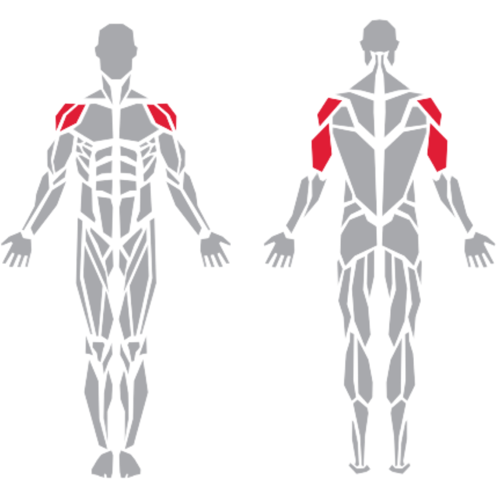 Triceps Deltoid kas grubu