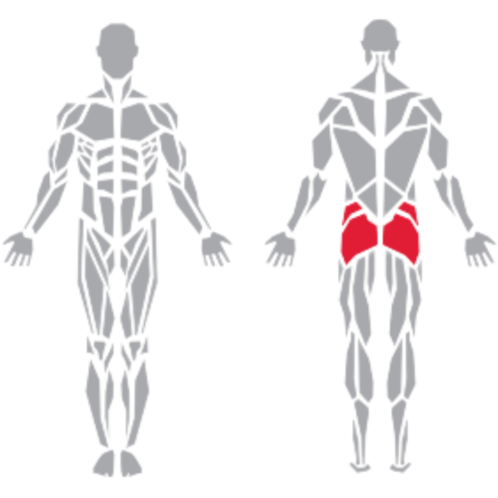 Gluteus Medius Gluteus Maximus kas grubu