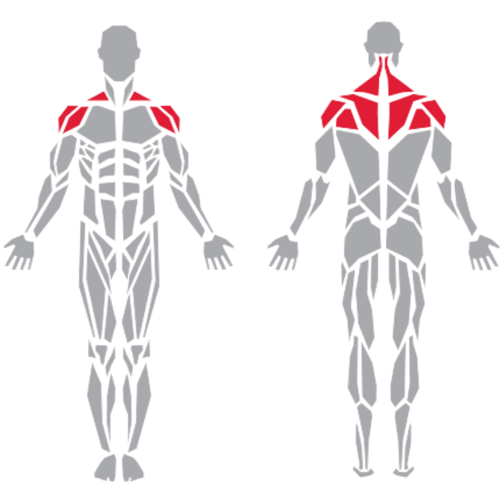 Deltoid Trapezius Teres Major Rhomboid kas grubu