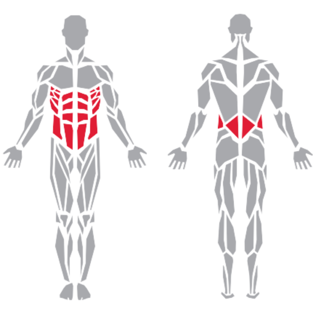 Rectus Abdominis Serratus Anterior External Oblique Thoraco Lumbar Fascia kas grubu