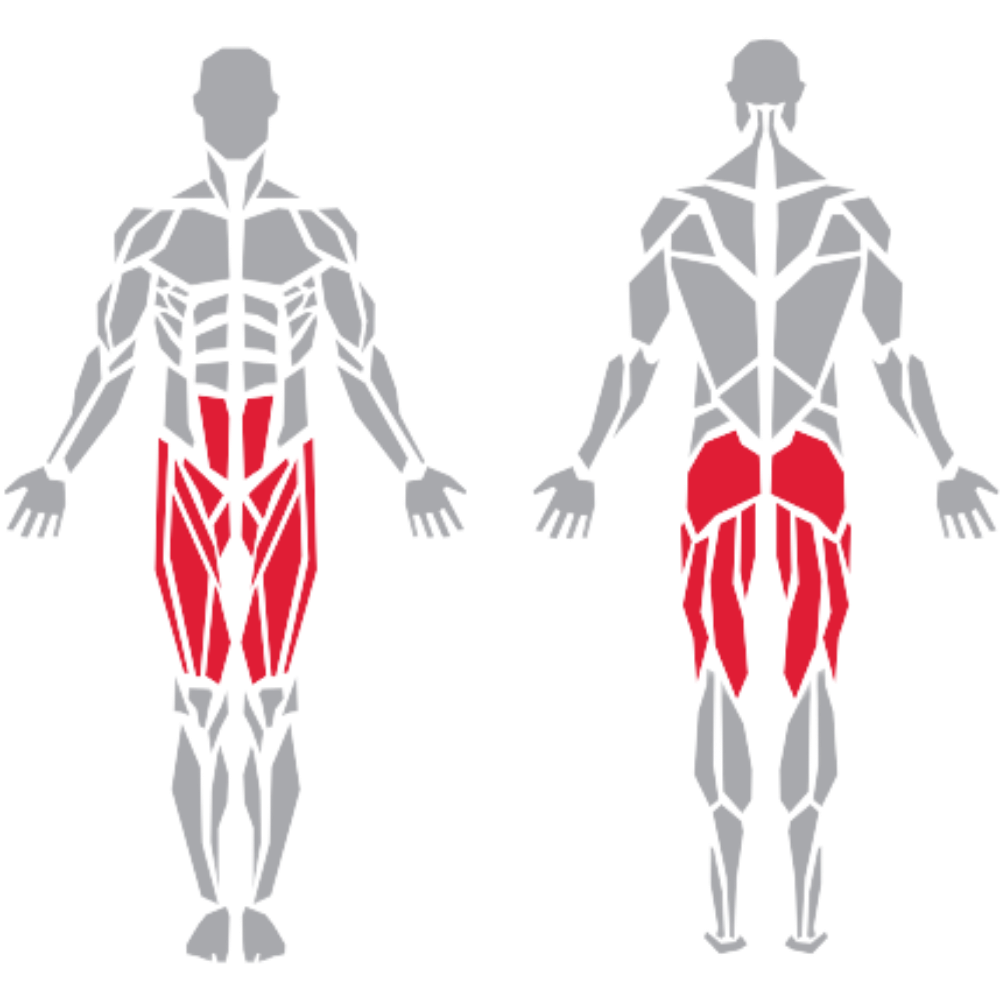 Rectus Abdominis Quadriceps Hamstrings Gluteus kas grubu