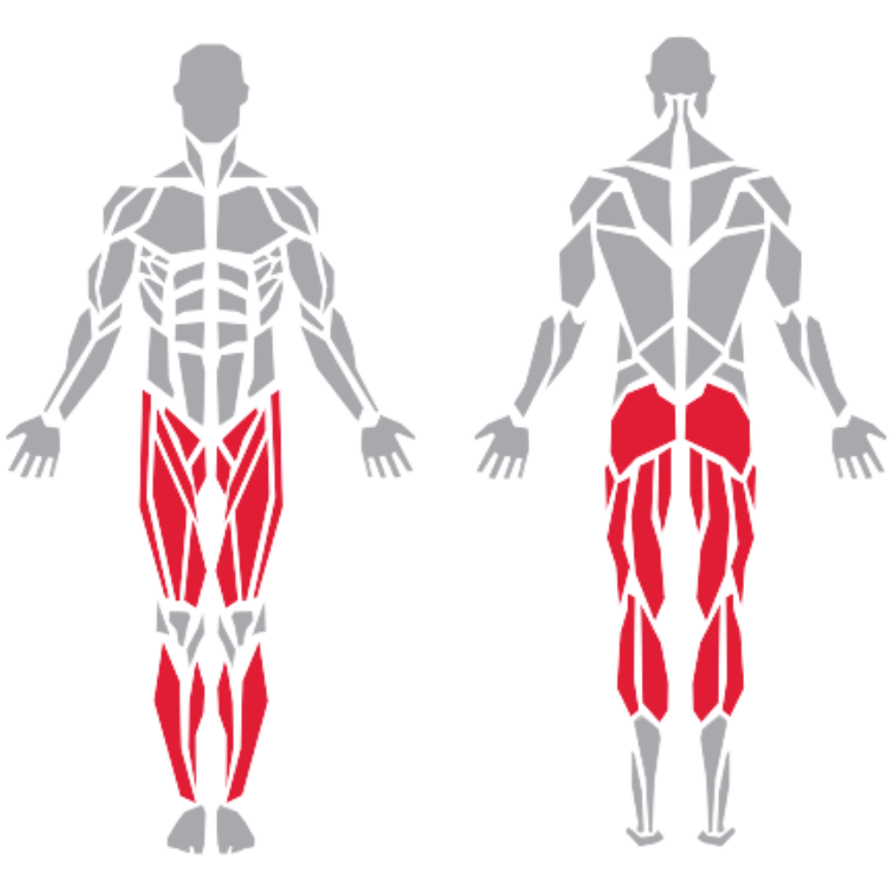 Rectus Abdominis Quadriceps Hamstrings Gluteus Calves kas grubu
