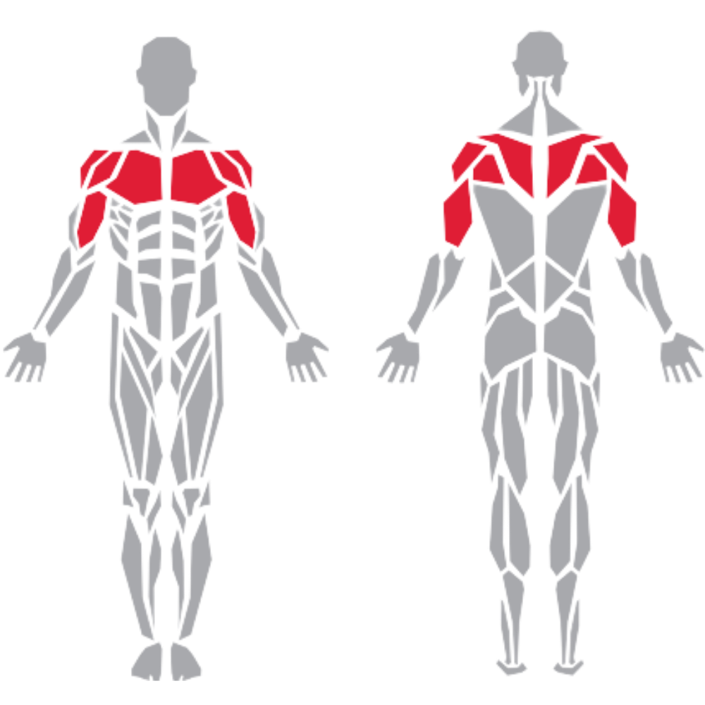 Deltoid Pectoralis Biceps Triceps Trapezius kas grubu