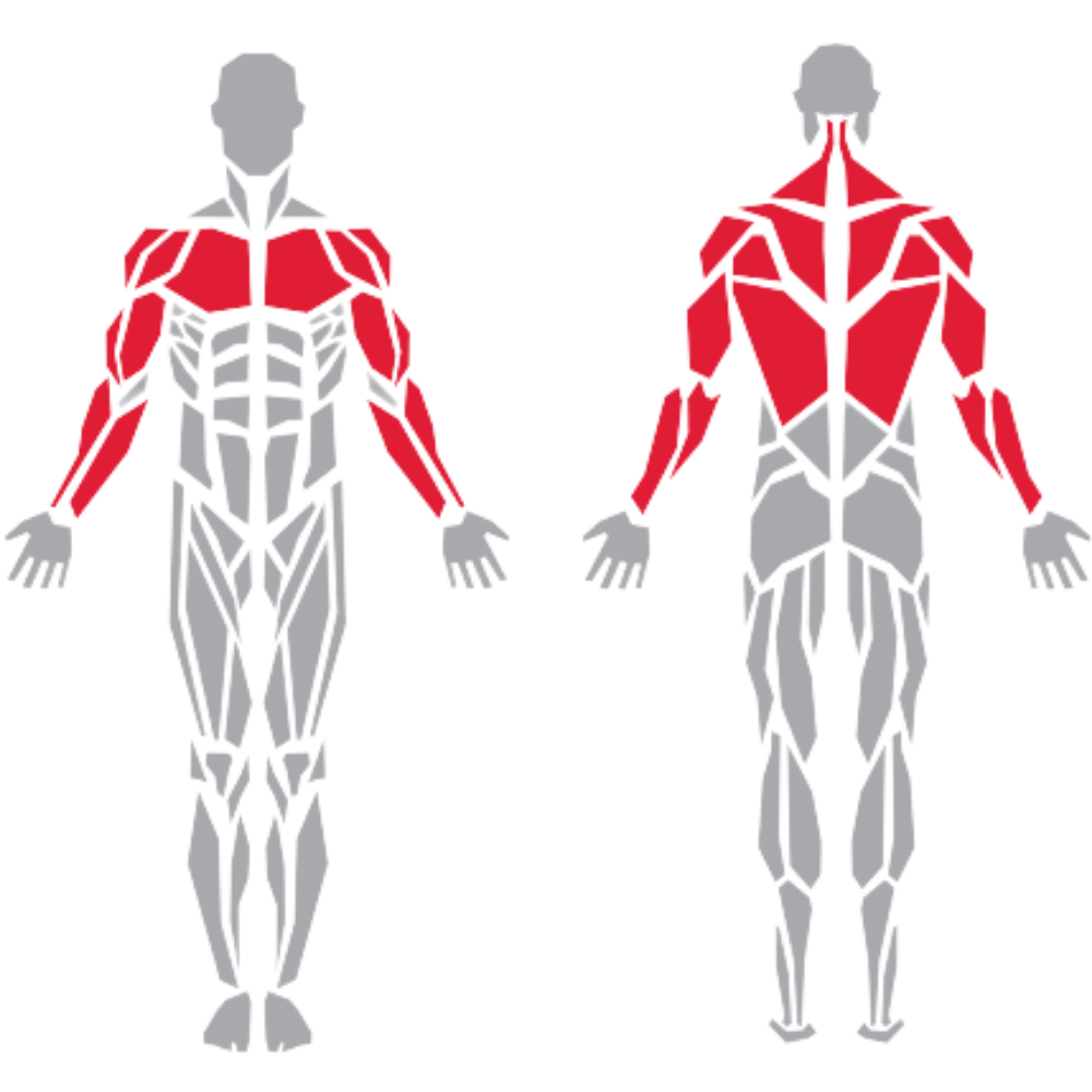 Pactoralis Major Deltoid Biceps Triceps Latissimus Dorsi kas grubu
