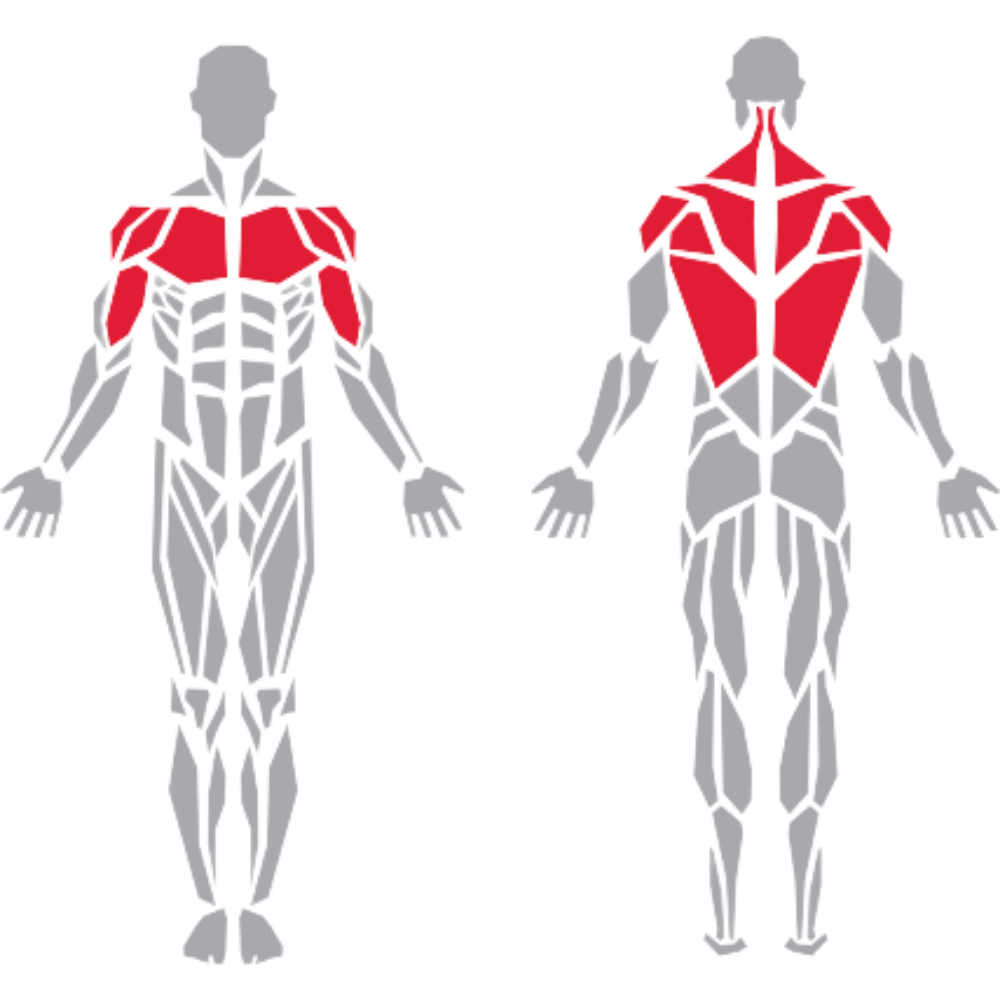 Deltoid Pectoralis Biceps Trapezius Lats kas grubu