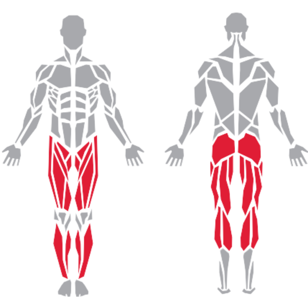 Gluteus Hamstring Quadriceps Calves kas grubu