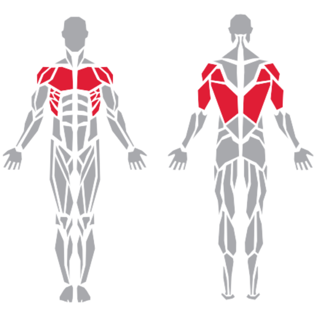 Serratus Anterior External Oblique Triceps Deltoid Latissimus Dorsi kas grubu