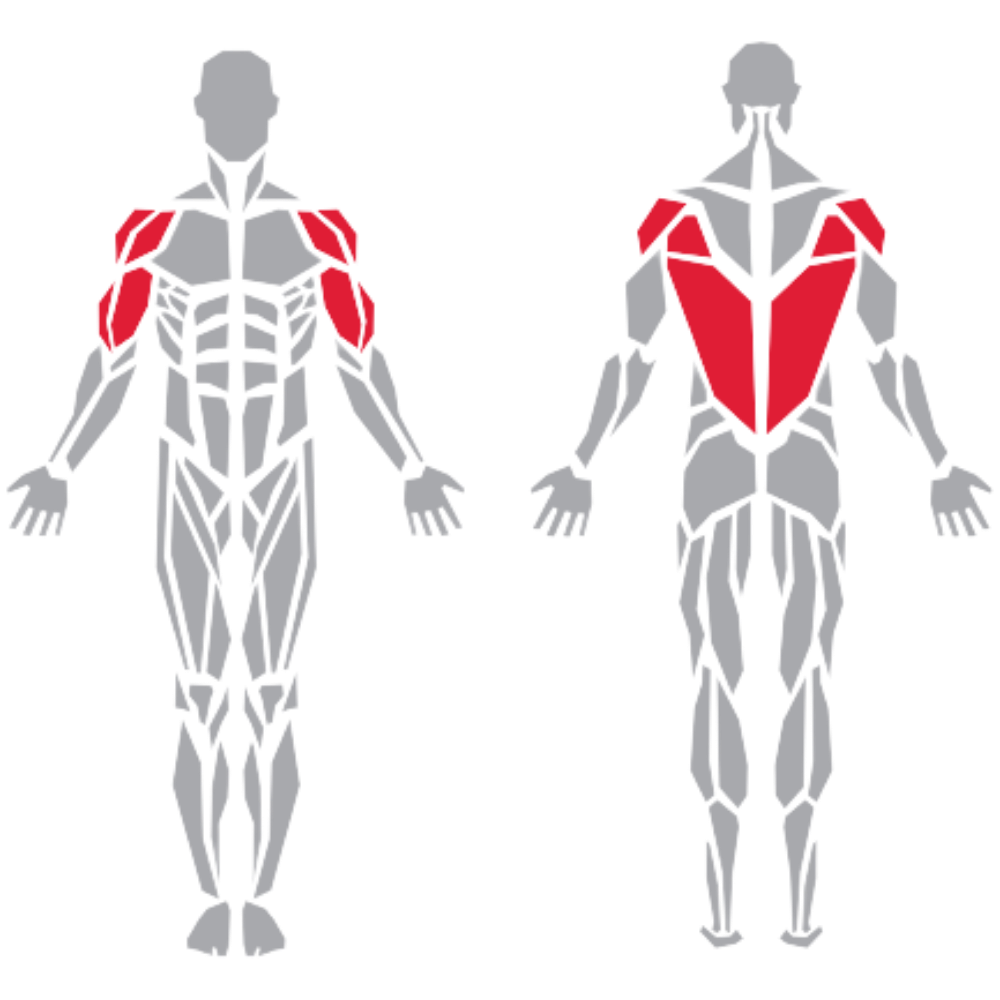 Biceps Deltoids Lattissimus Dorsi Rhamboid Lats kas grubu