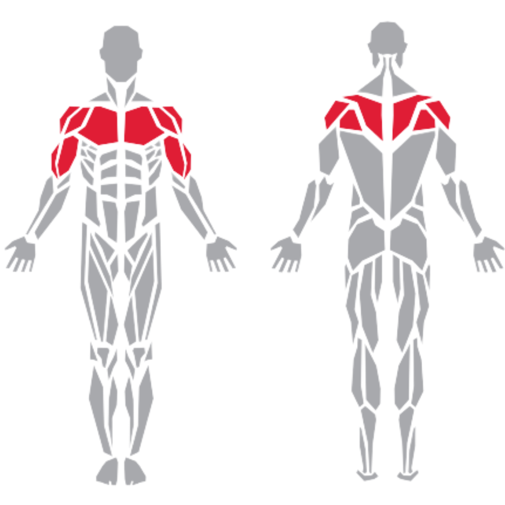 Pectoralis Deltoid Trapezius Biceps kas grubu