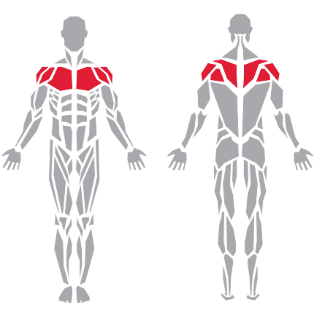 Shoulder Pectoralis Deltoid Trapezius kas grubu
