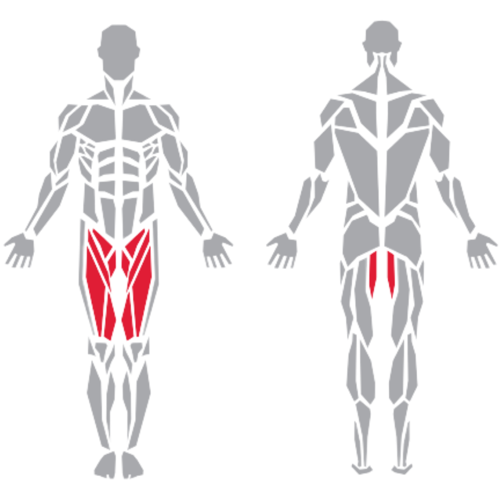 Rectus Femoris Sartorius Gracilis Adductor Longus kas grubu