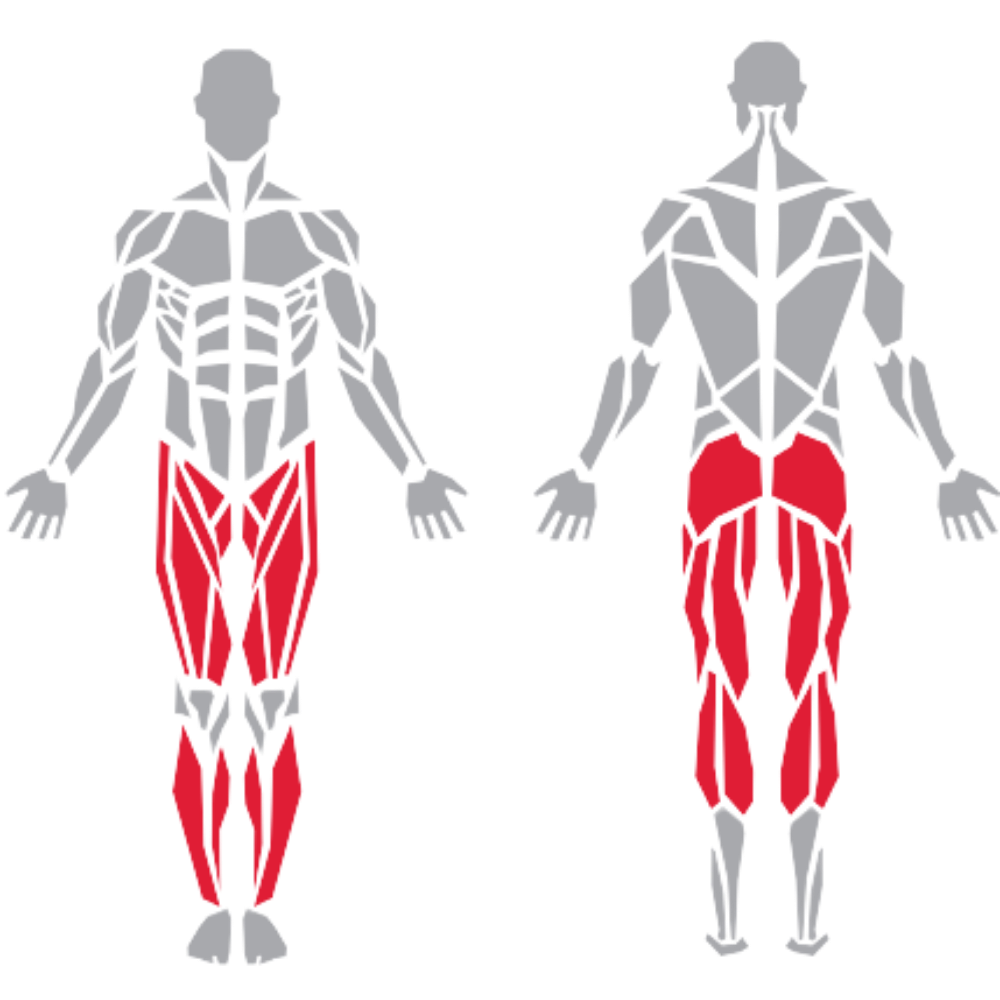 Rectus Abdominis Quadriceps Hamstrings Gluteus Calves kas grubu