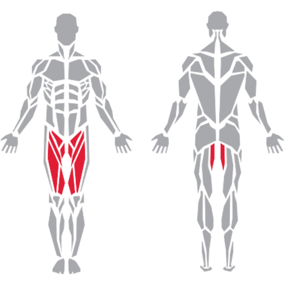 Rectus Femoris Sartorius Gracilis Adductor Longus kas grubu