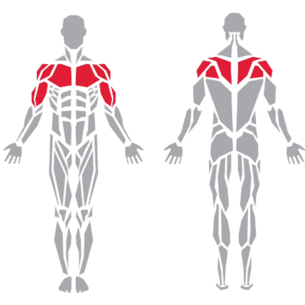 Pectoralis Deltoid Trapezius Biceps kas grubu
