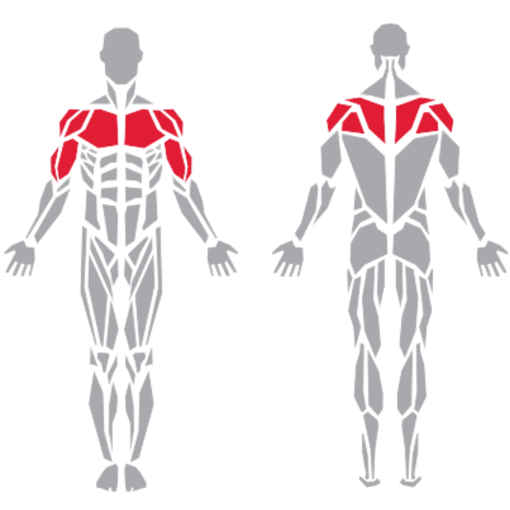 Pectoralis Deltoid Trapezius Biceps kas grubu