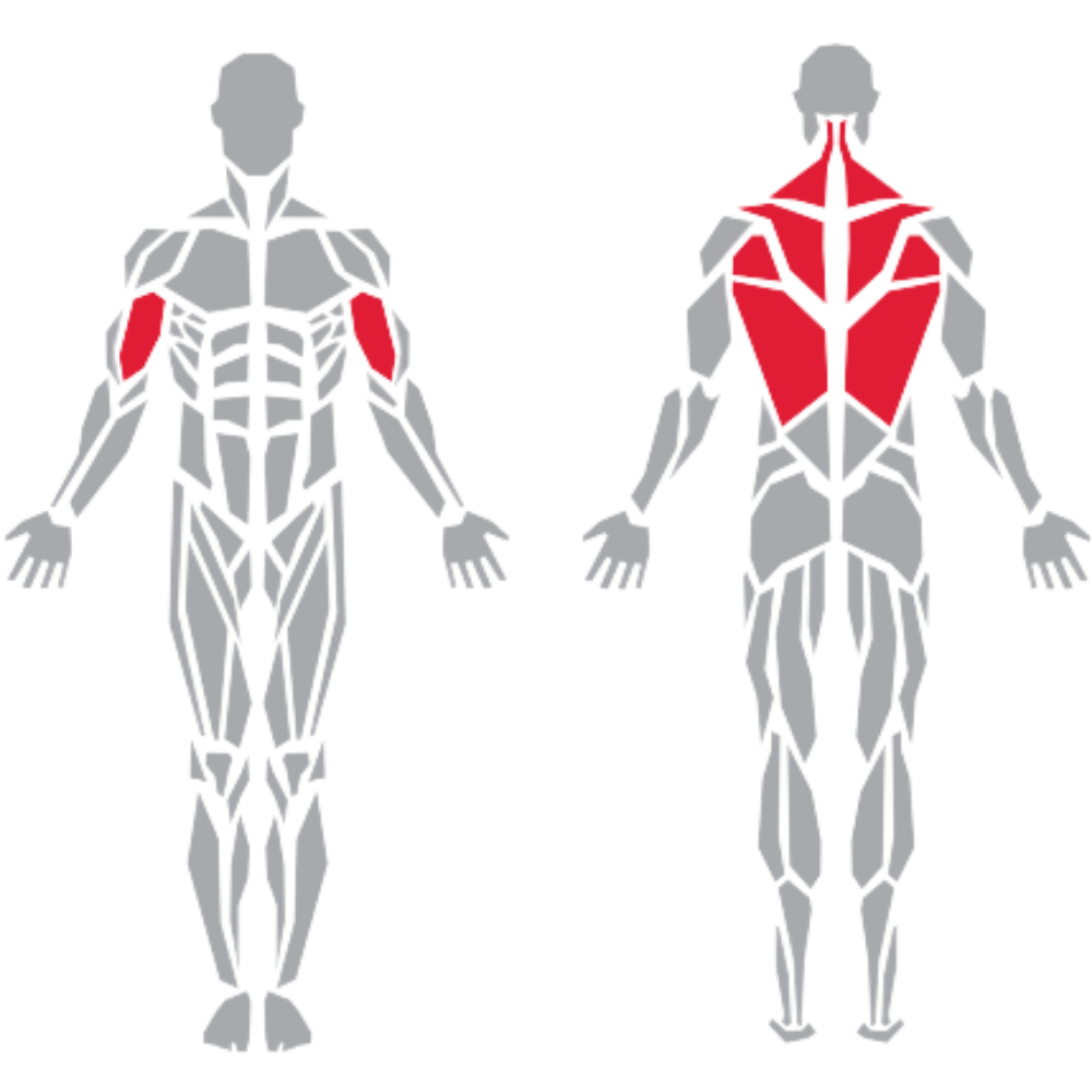 Biceps Trapezius Rhomboid Teres Major Latissimus Dorsi kas grubu
