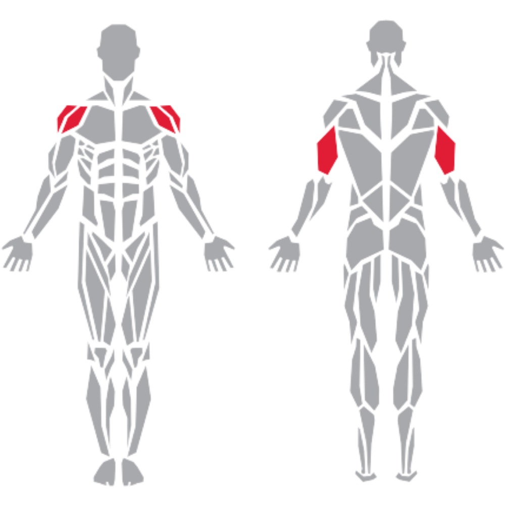 Triceps Deltoid kas grubu