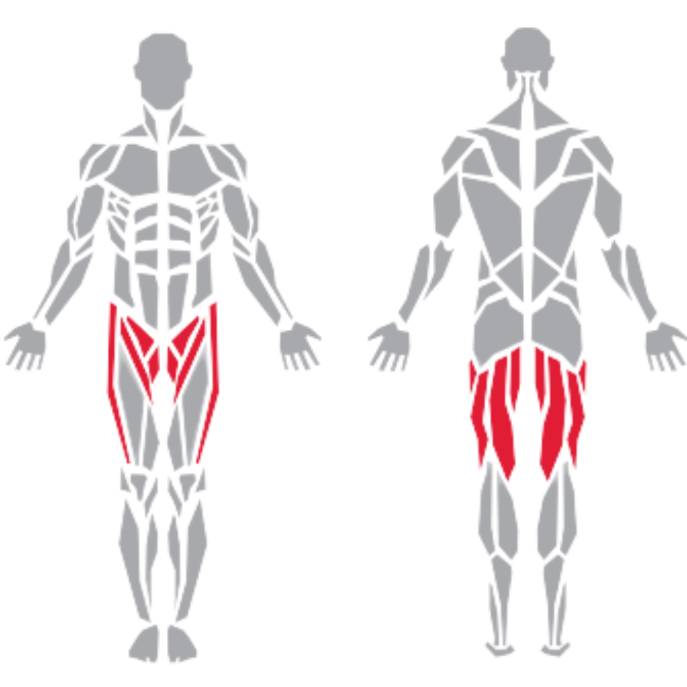 Pectineus Gracilis Adductor Longus Gluteus Medius kas grubu