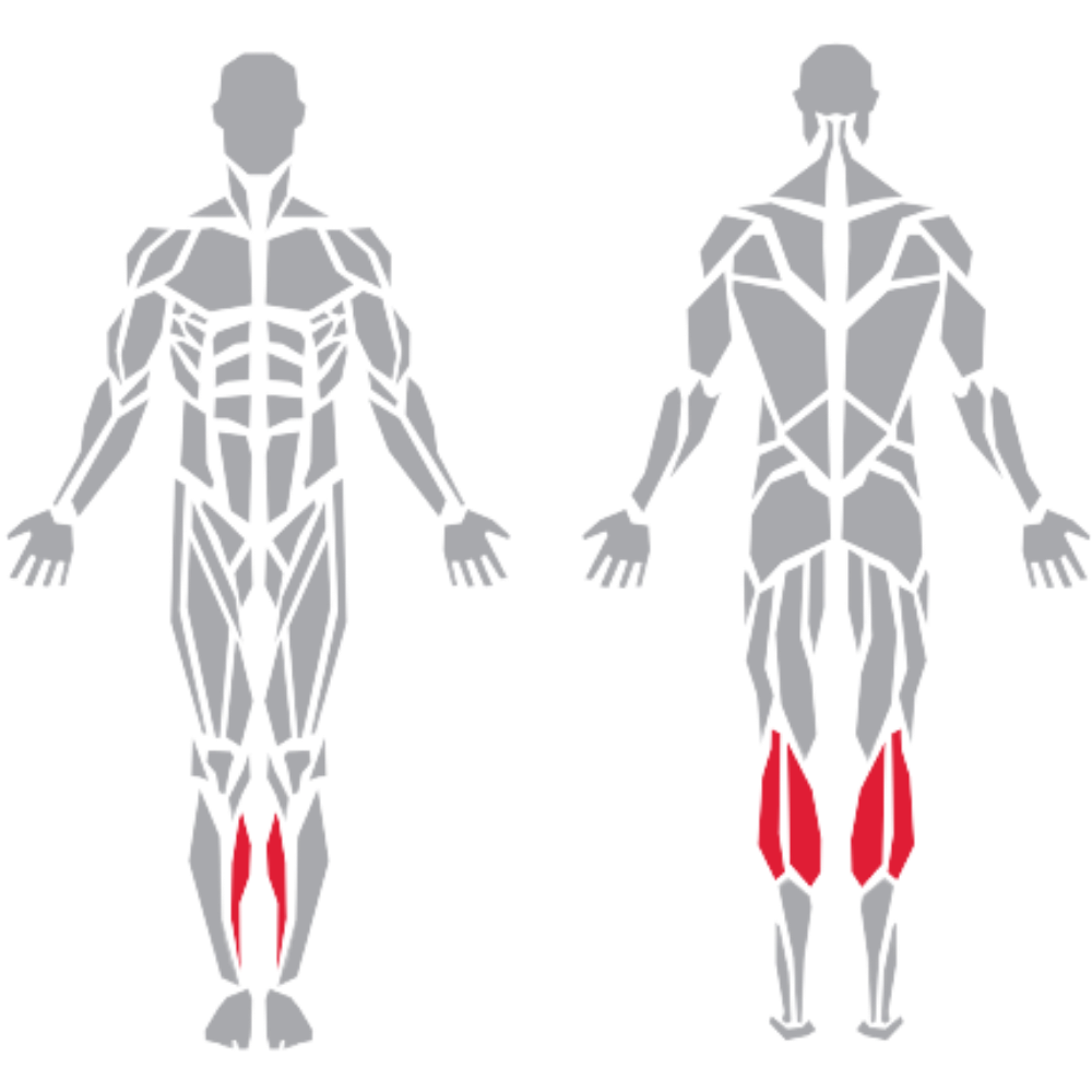 Gastrocnemius kas grubu