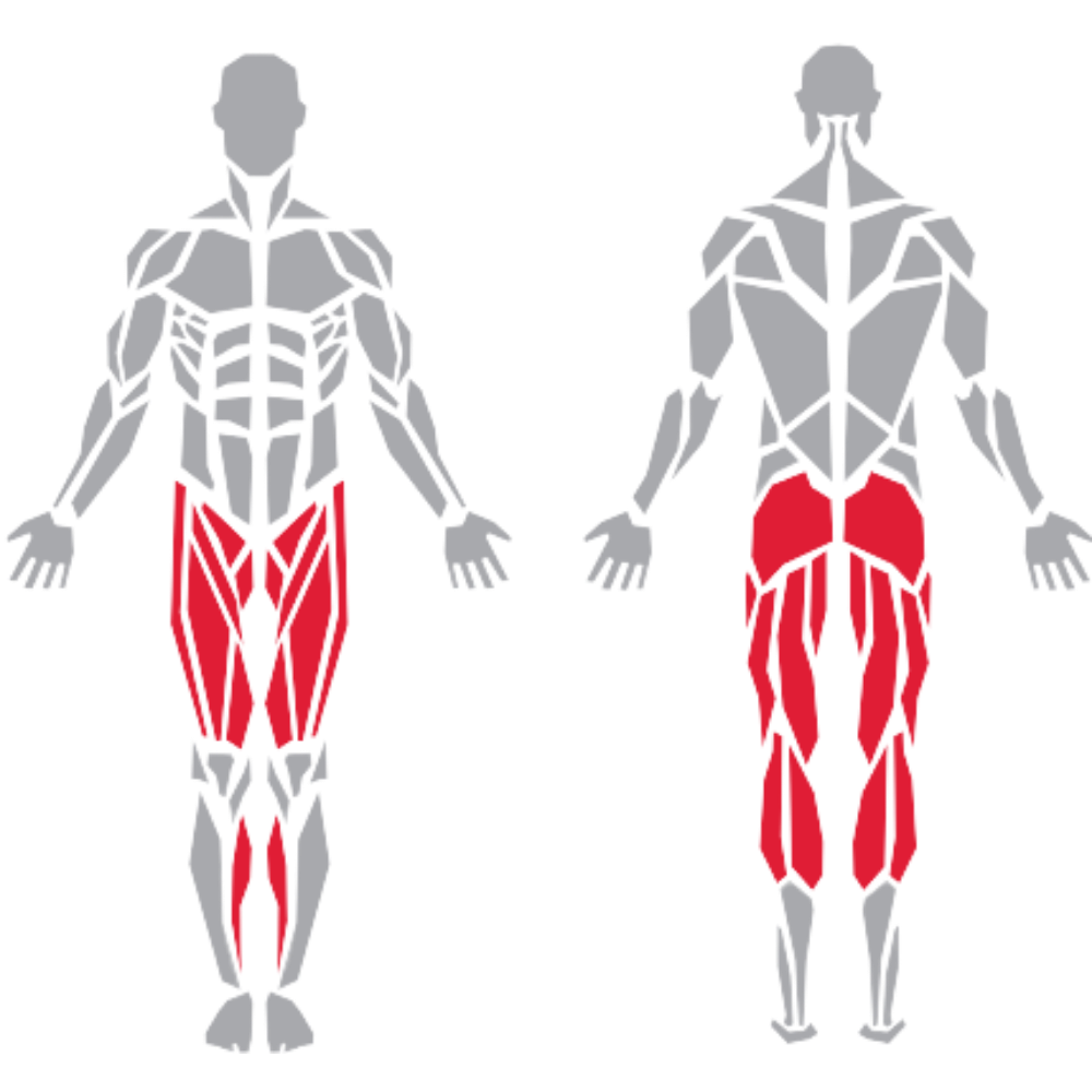 Gluteus Maximus Semitendinosis Biceps Femoris Semimembranosus kas grubu