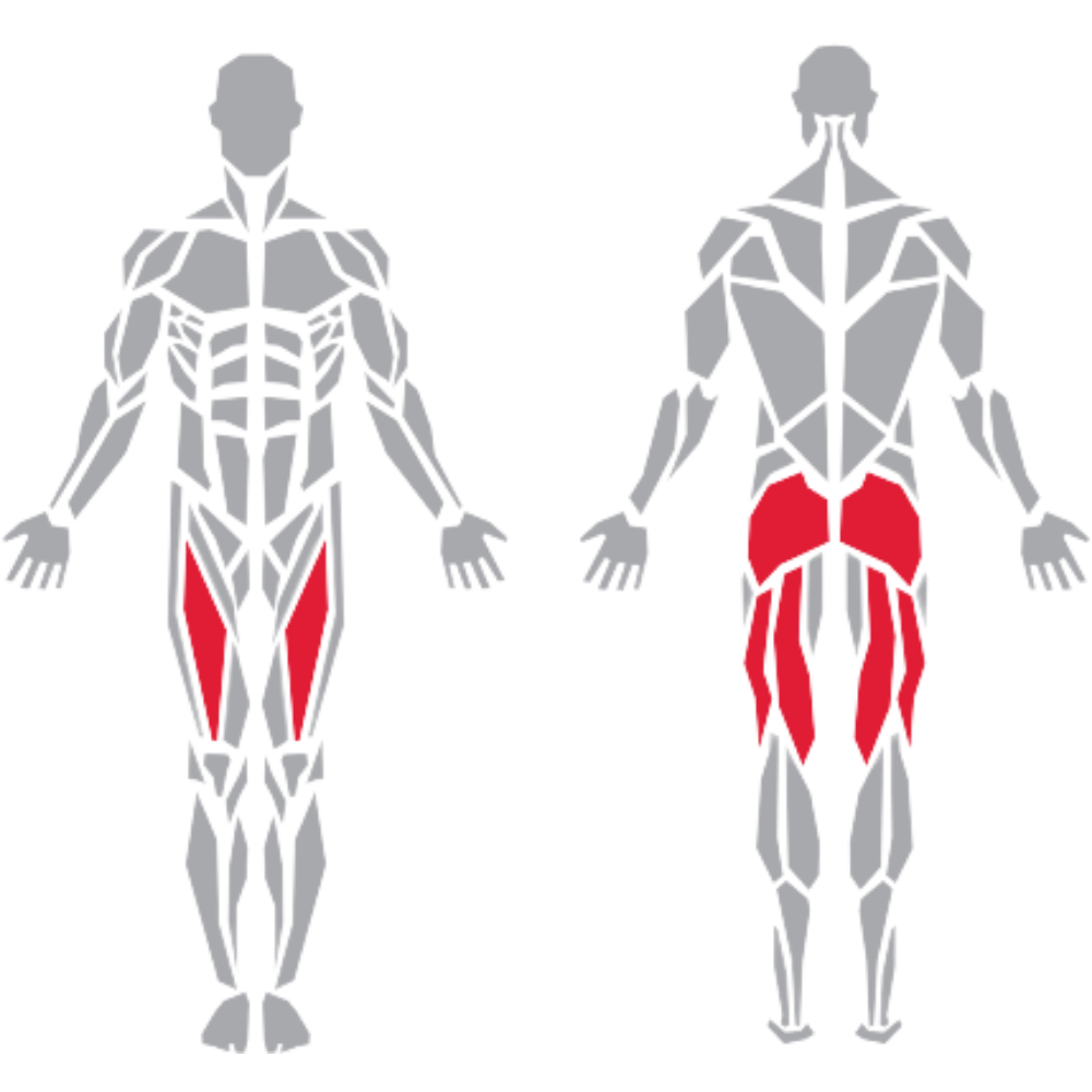 Gluteus Maximus Hamstrings Quadriceps kas grubu
