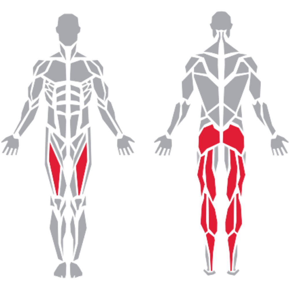 Gluteus Maximus Hamstrings Quadriceps Calf Gastrocnemius kas grubu