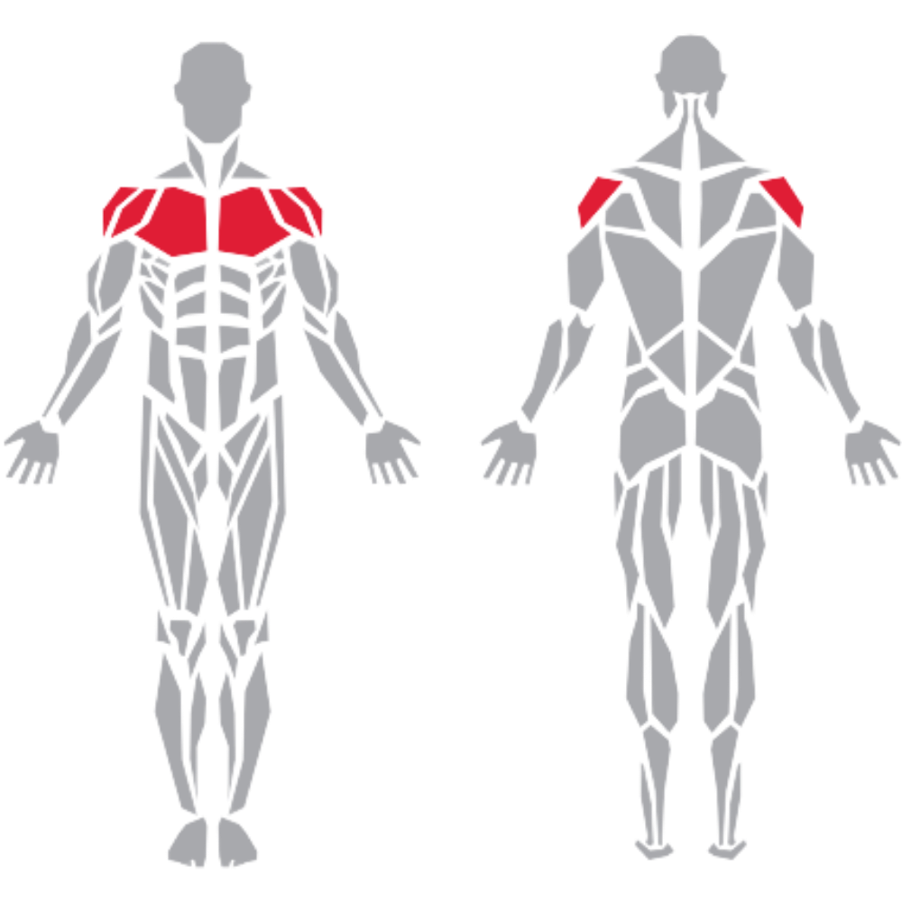 Deltoid Pectoralis Major kas grubu
