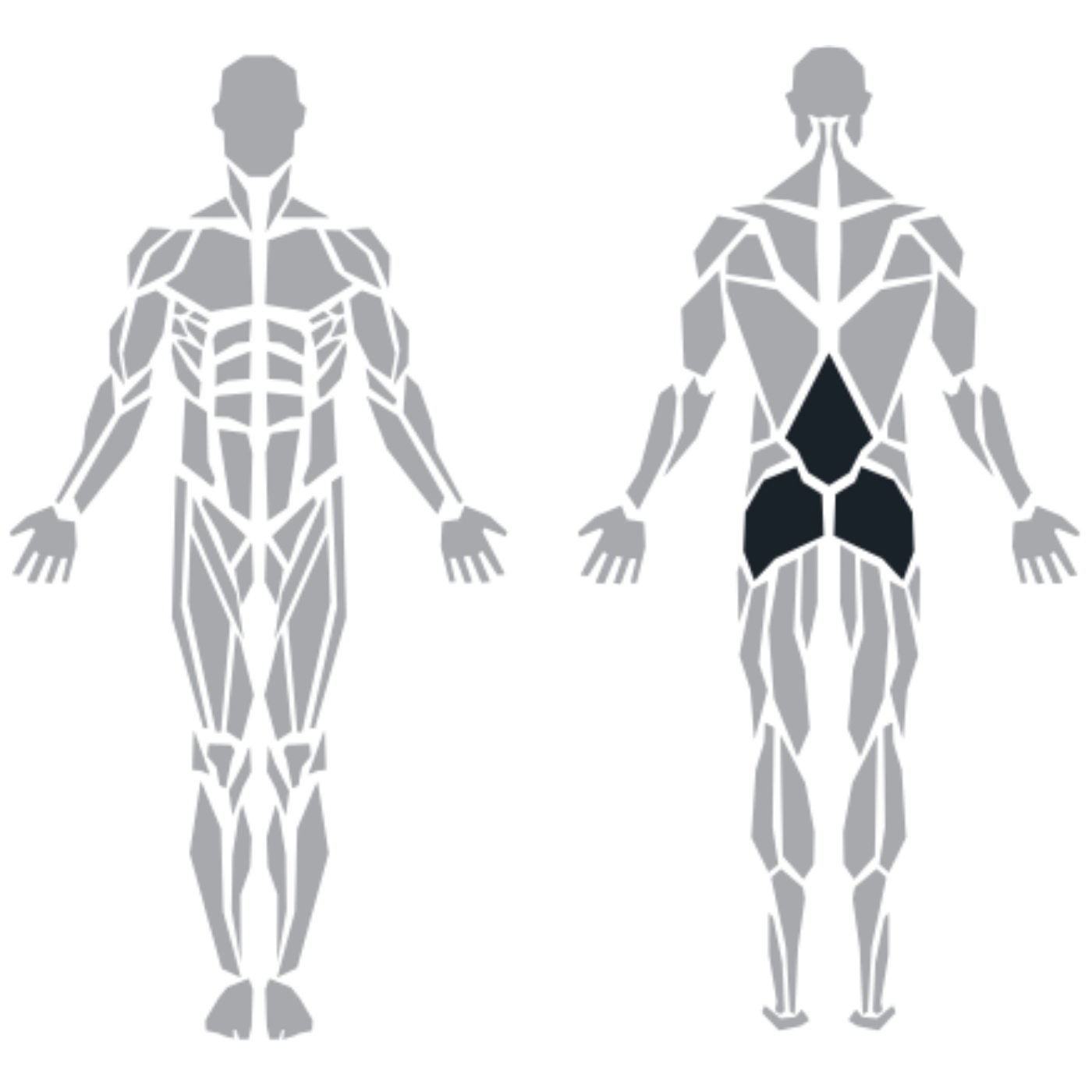 ProFitness Abdominal Back Extension makinesinin hedeflediği karın, yan karın ve sırt kasları
