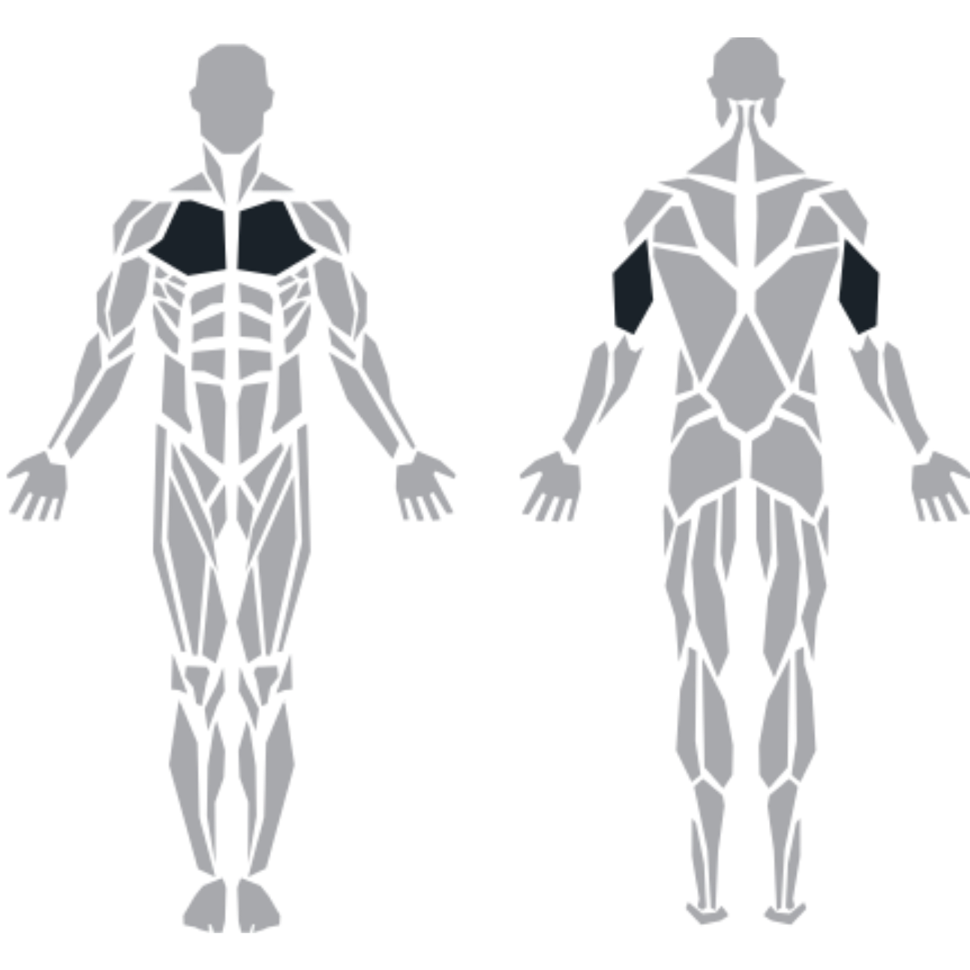 ProFitness Chest Press makinesinin hedeflediği göğüs, ön omuz ve arka kol kasları