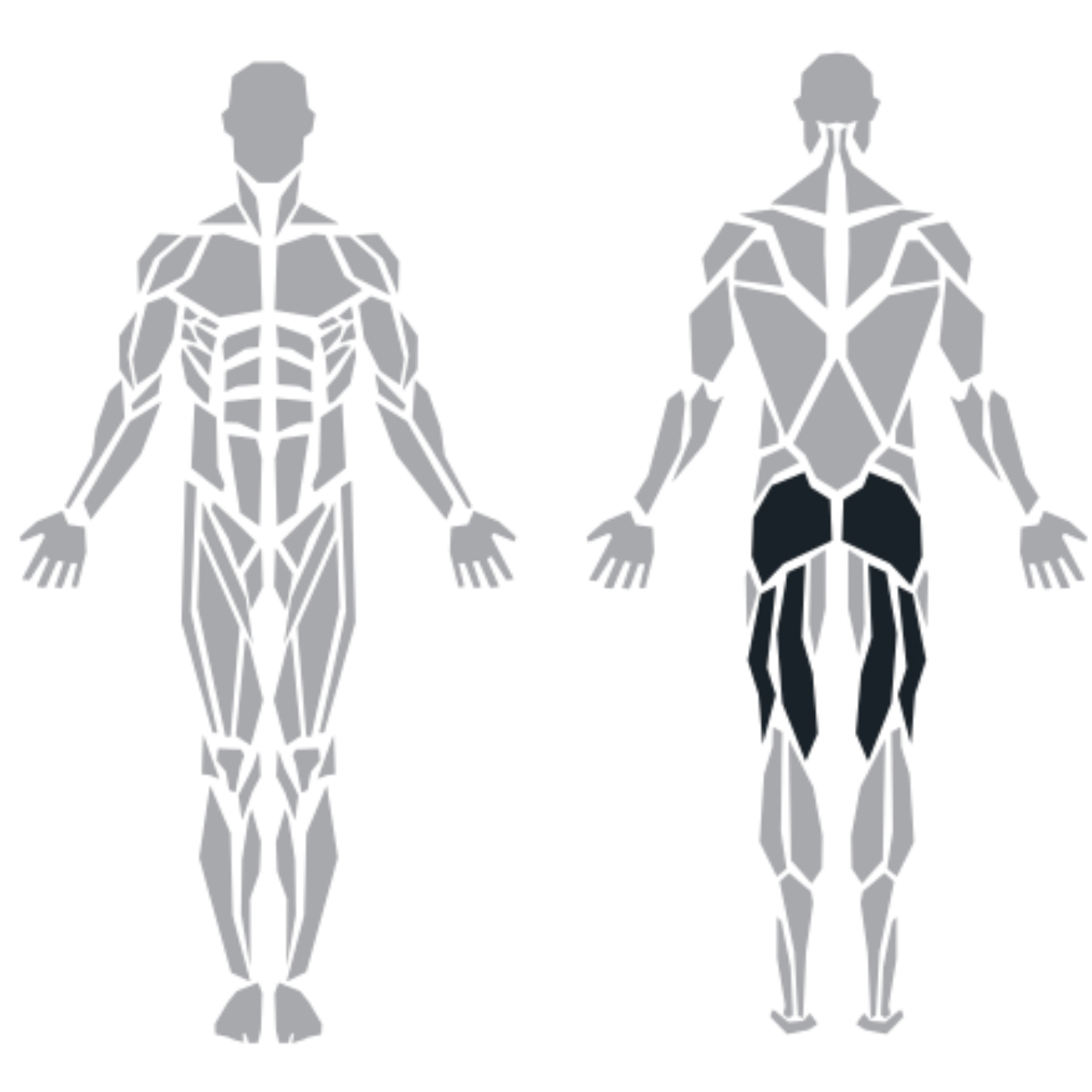 ProFitness Glute Machine makinesinin hedeflediği kalça ve arka bacak kasları