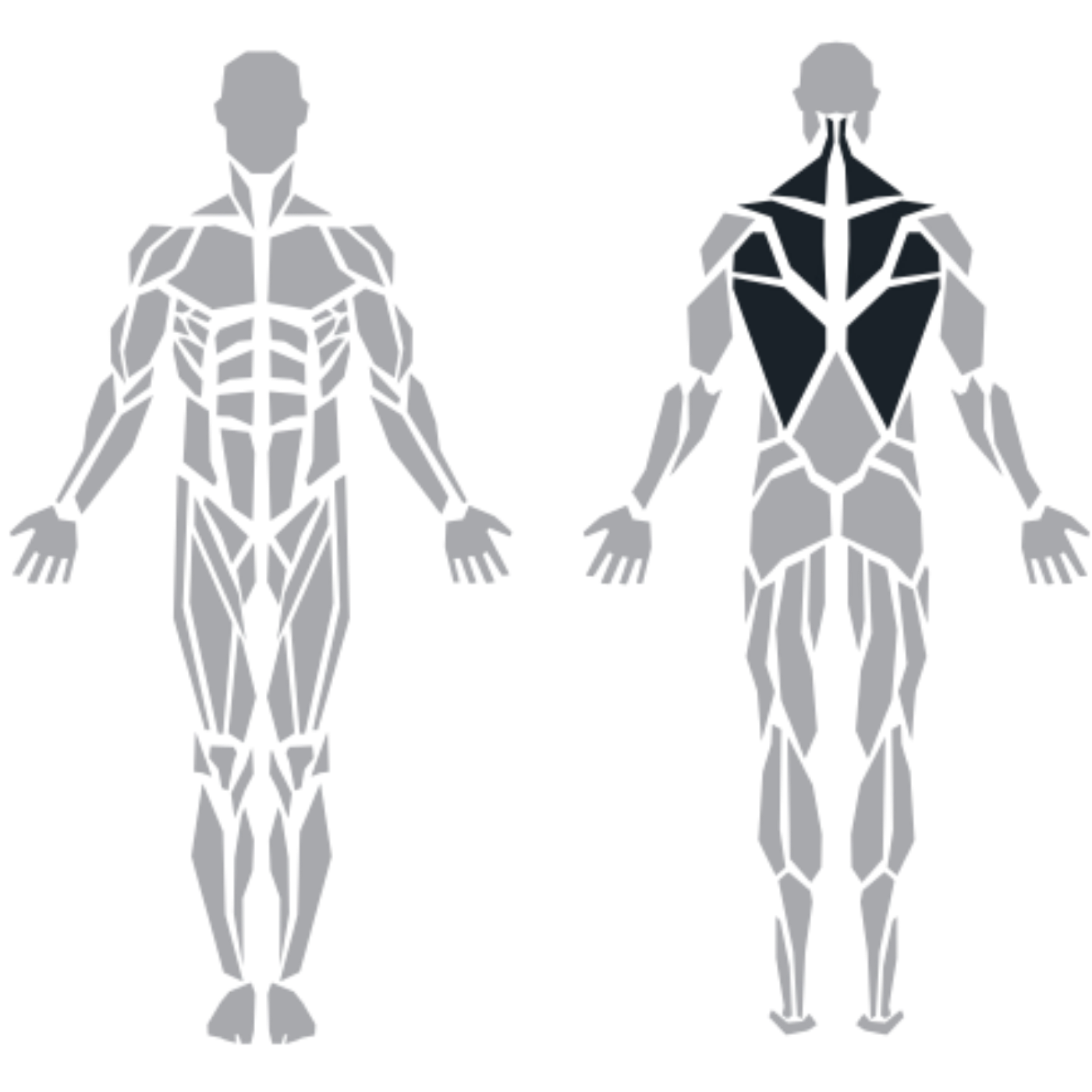 ProFitness HM07 Iso Lateral Low Row makinesinin hedeflediği romboid, teres major ve trapez kasları