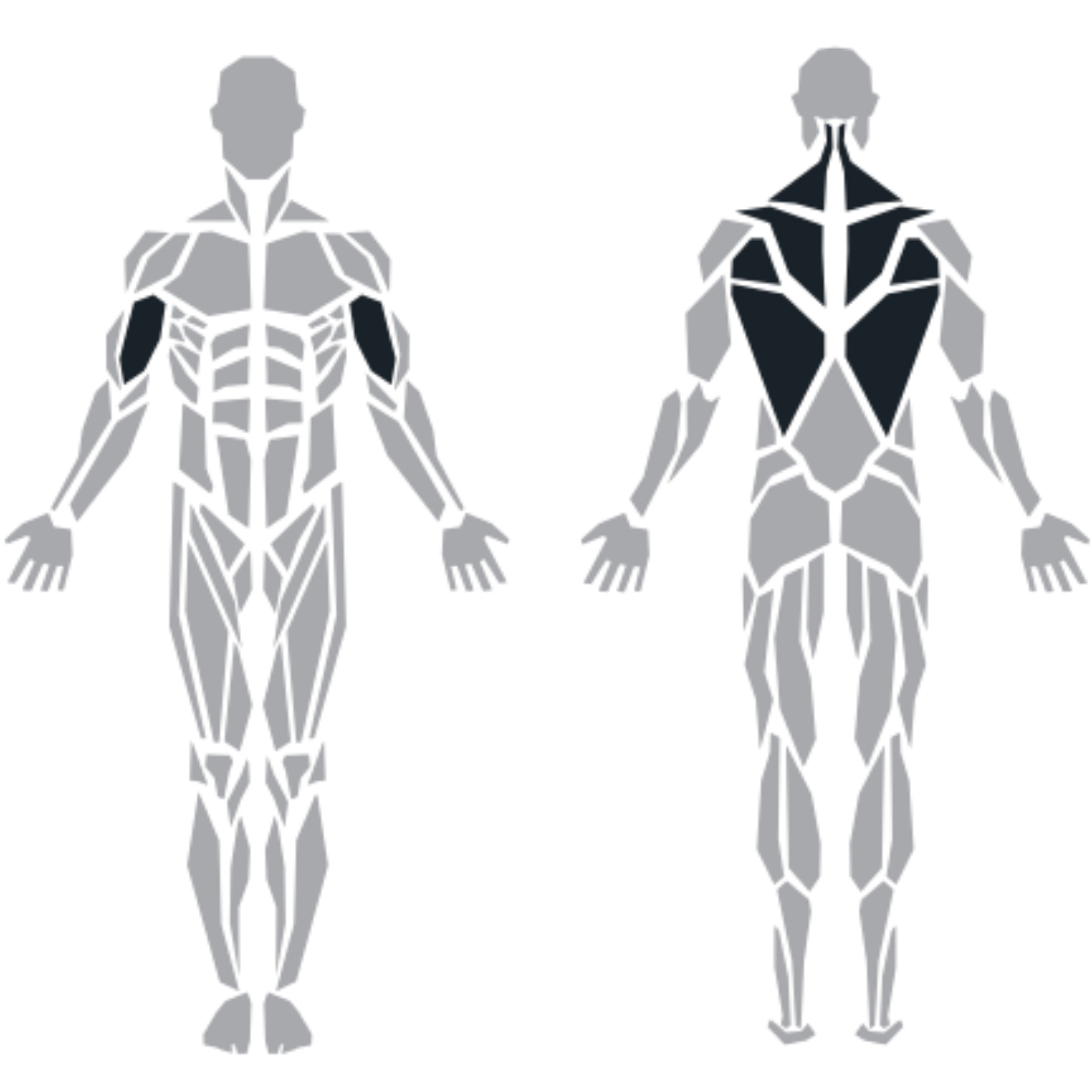 ProFitness HM14 Iso Lateral Row makinesinin hedeflediği teres major, romboid ve trapez kasları