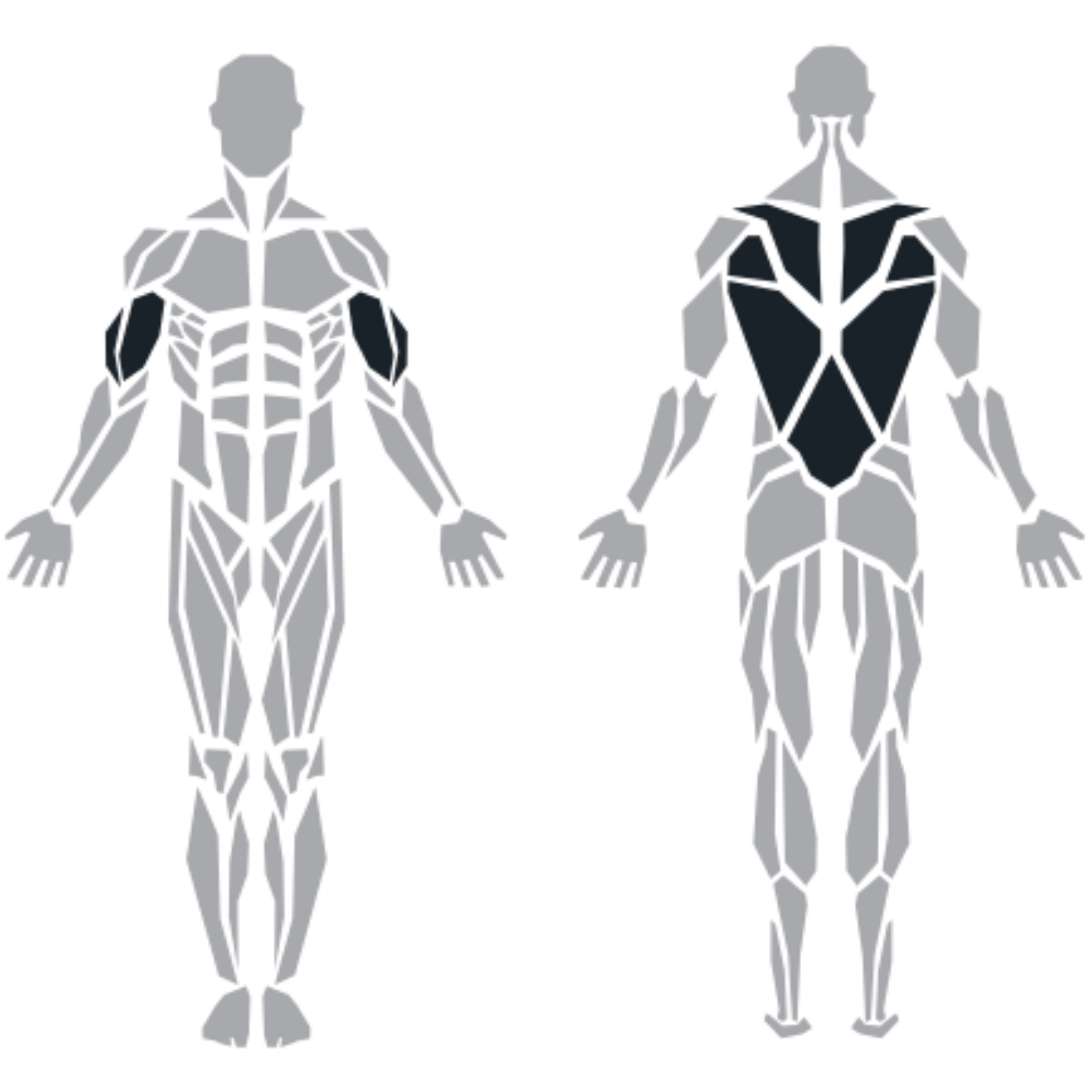 ProFitness Lat Row Combo makinesinin hedeflediği sırt ve ön kol (biceps) kasları
