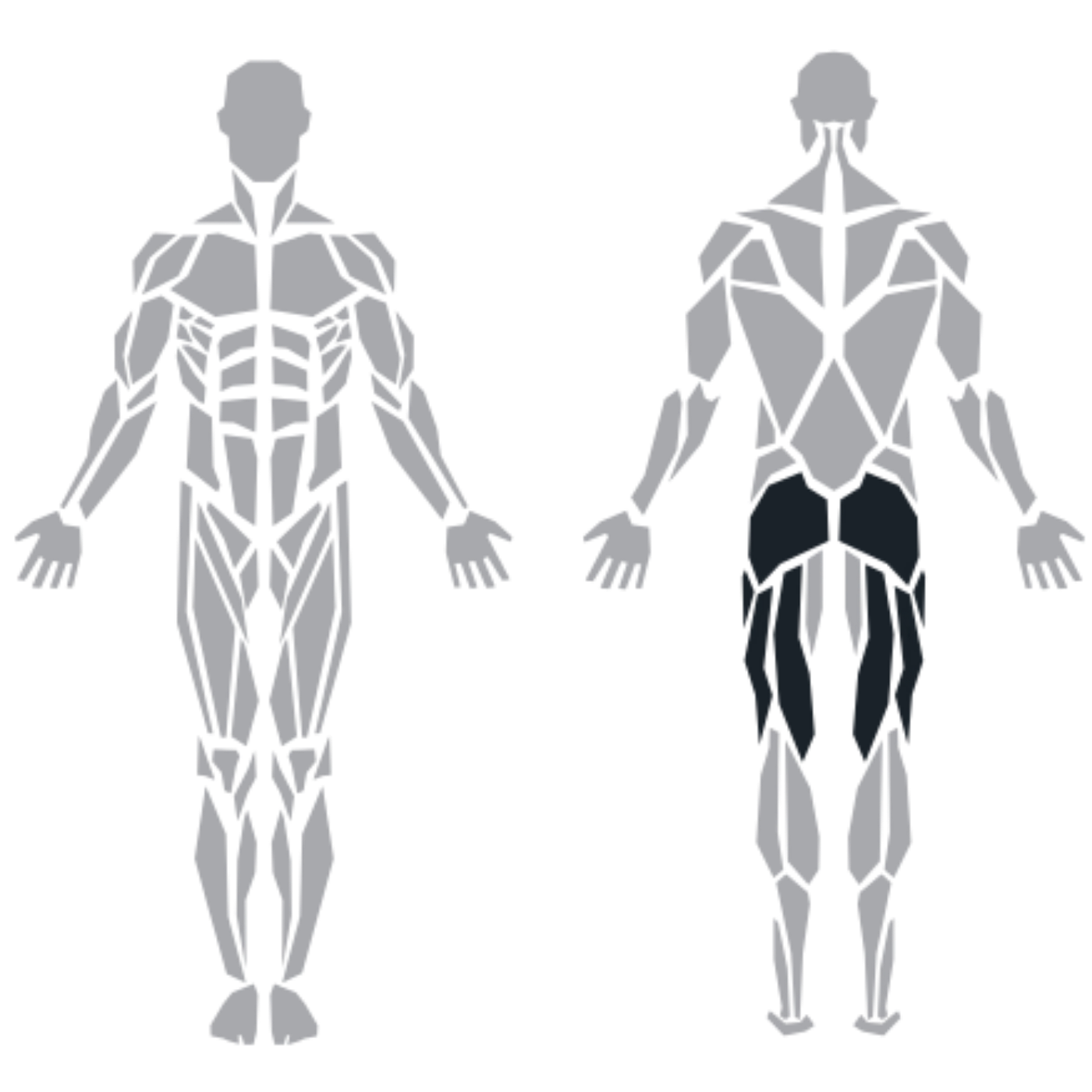 ProFitness Leg Curl makinesinin hedeflediği arka bacak ve baldır kasları