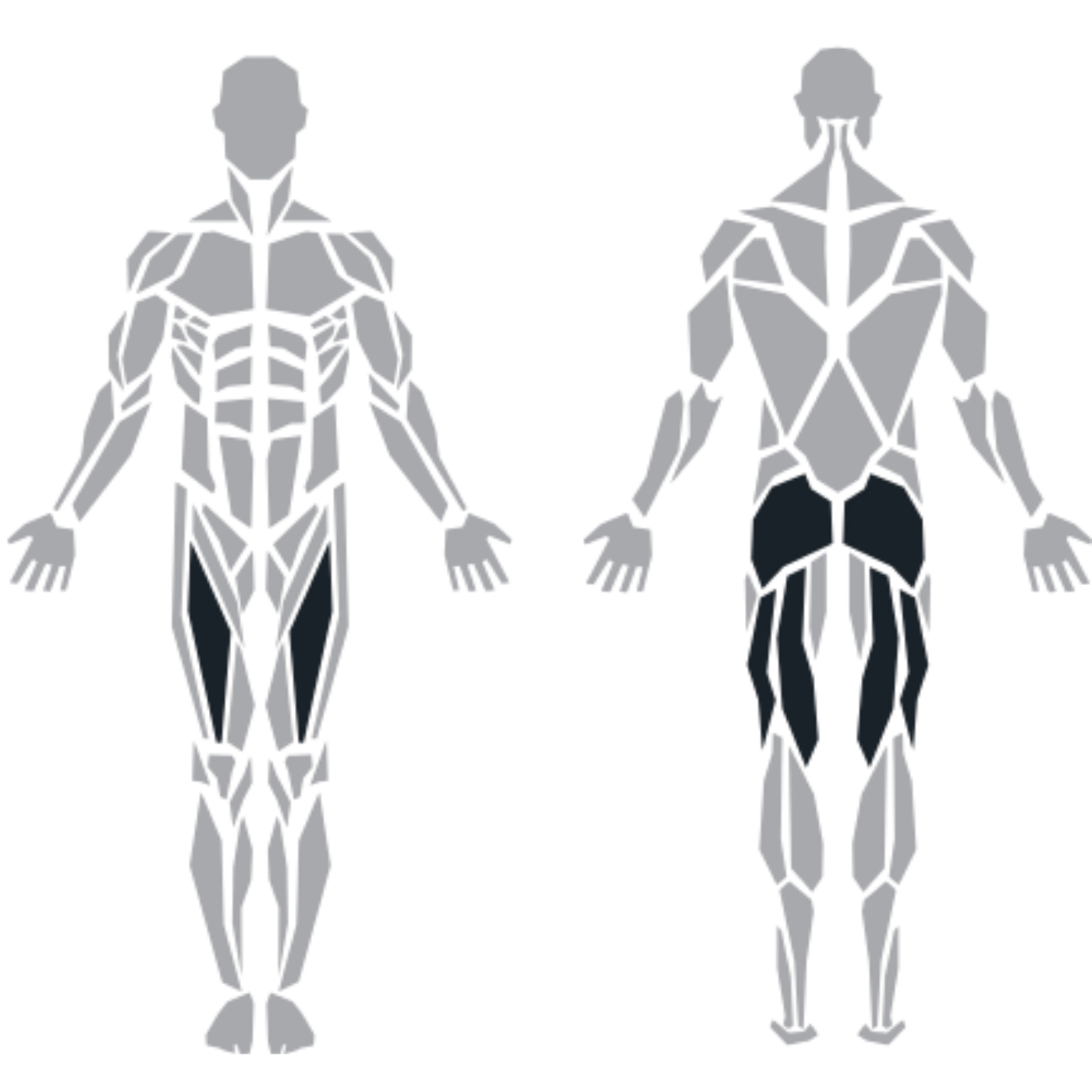 ProFitness Selectorised Hip Thrust makinesinin hedeflediği kalça, arka bacak ve iç bacak kasları