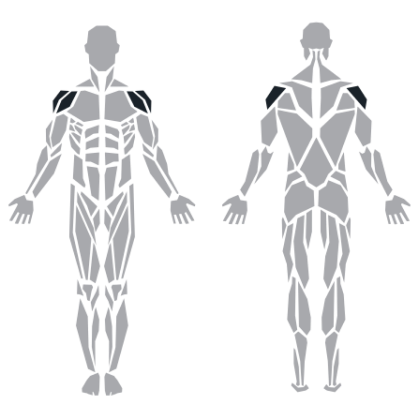 ProFitness Shoulder Press makinesinin hedeflediği ön ve orta omuz, arka kol ve trapez kasları