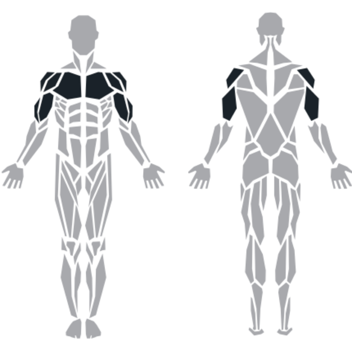 ProFitness Standing Multiflight makinesinin hedeflediği ön, orta ve arka omuz, göğüs ve üst sırt kasları