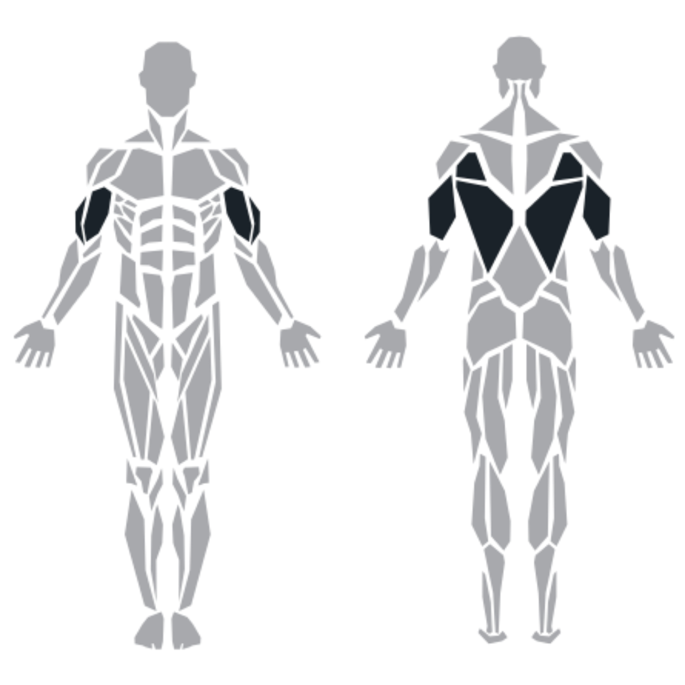 ProFitness Upper Limbs makinesinin hedeflediği omuz, pazı, arka kol ve sırt kasları