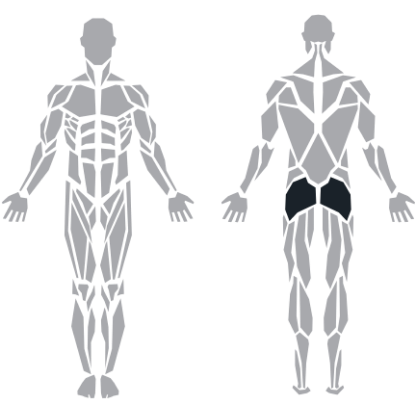 Adductor Longus Adductor Magnus Adductor Brevis Gluteus Medius Gluteus Minimus Tensor Fasciae Latae kas grubu